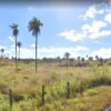 Procuradoria Geral de SL quer anular processo de tombamento da  palmeira Macaúba