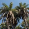 Palmeira Macaúba torna-se patrimônio cultural natural de Santa Luzia (MG)